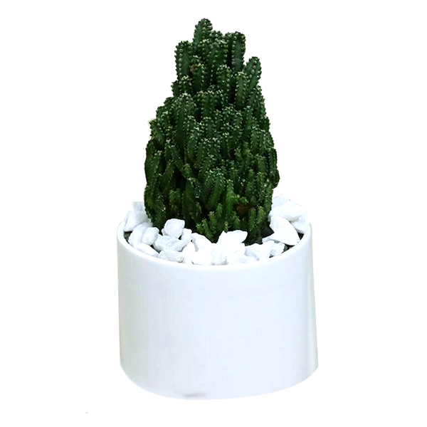 Fairy castle cactus with ceramic pot