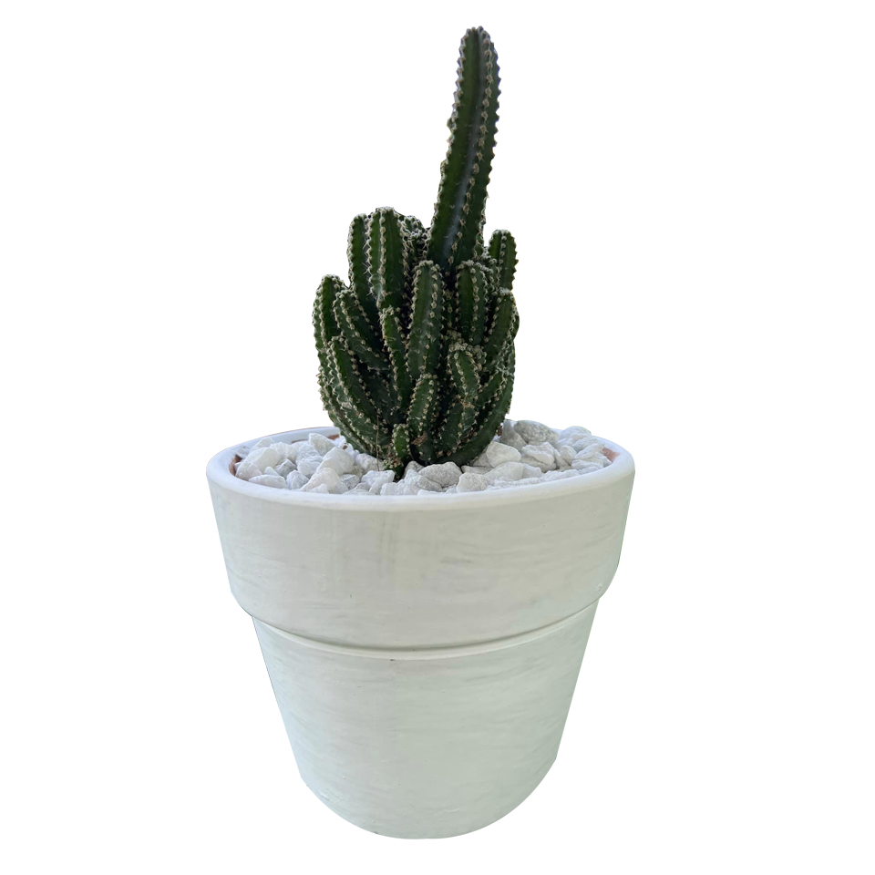 Nice castle and stylish cactus plant